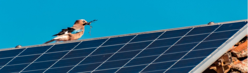 vogelnestjes onder zonnepanelen